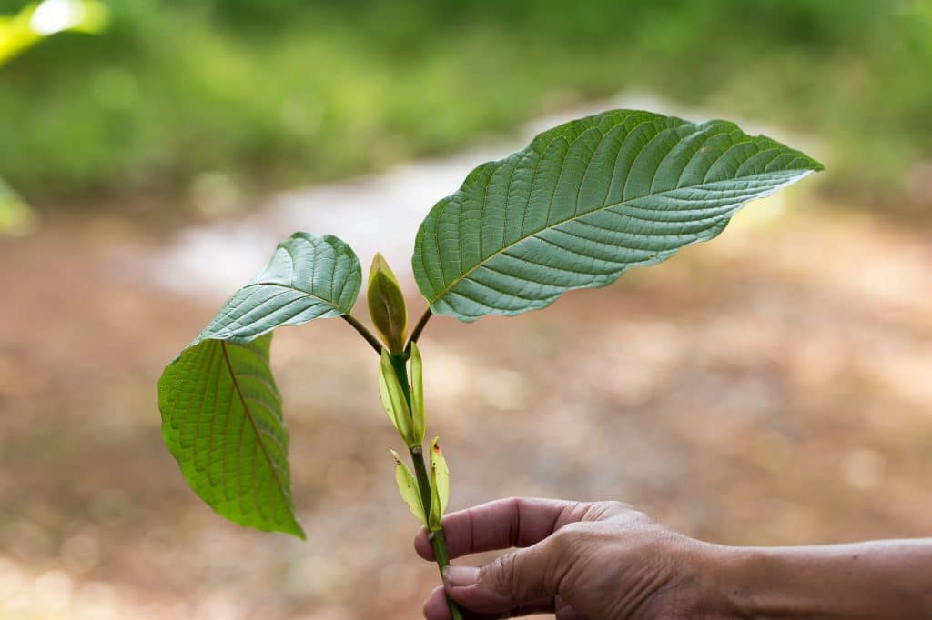 What Should I Know About Kratom’s Properties And Botanical History
