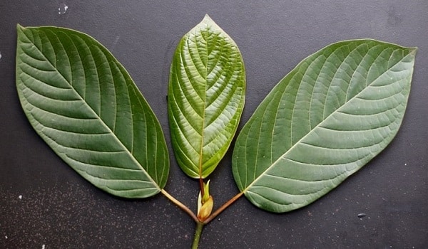 What Kratom Strains Are Used to Make Kratom Chewable Extracts?
